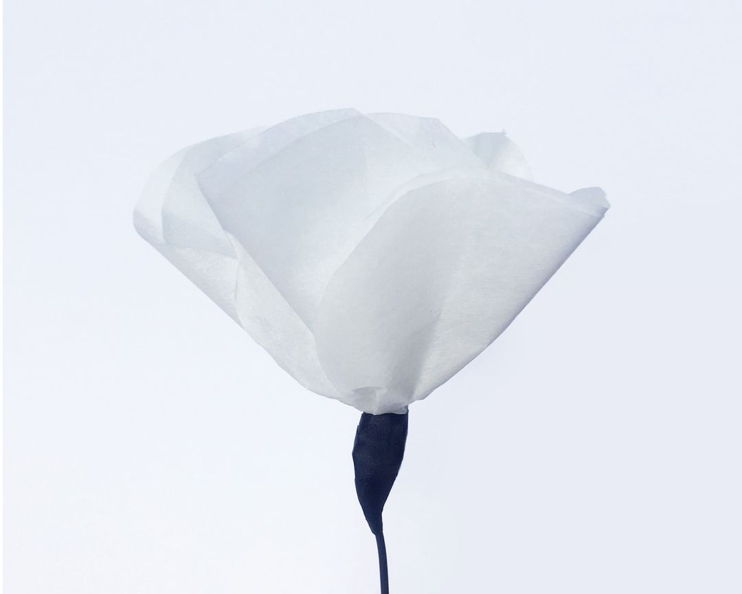 Close-up studio shot of a single white flower with a dark stem against a gradient white backdrop. The flower has delicate, paper-like petals.