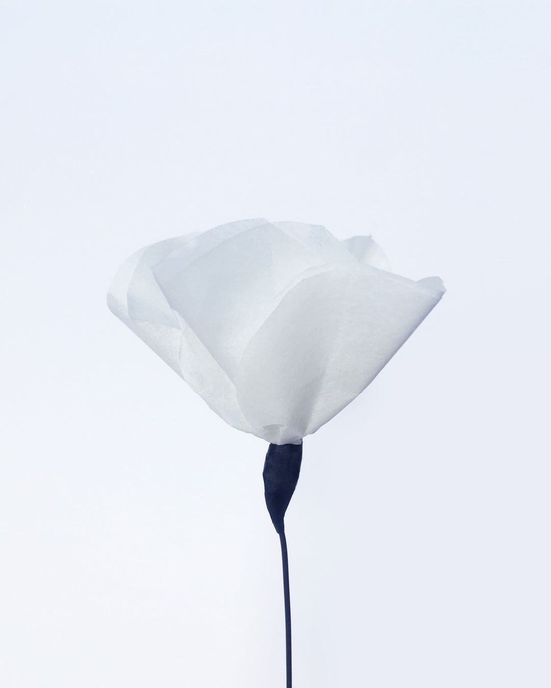 Close-up shot of a white tissue paper flower with a thin black stem against a bright white background, creating a minimalist and clean aesthetic.