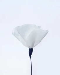 Delicate white paper flower sculpture with a thin dark stem against a clean white seamless background.