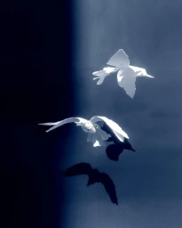 Two folded white paper birds flying in mid-air against a dark textured background with cast shadows