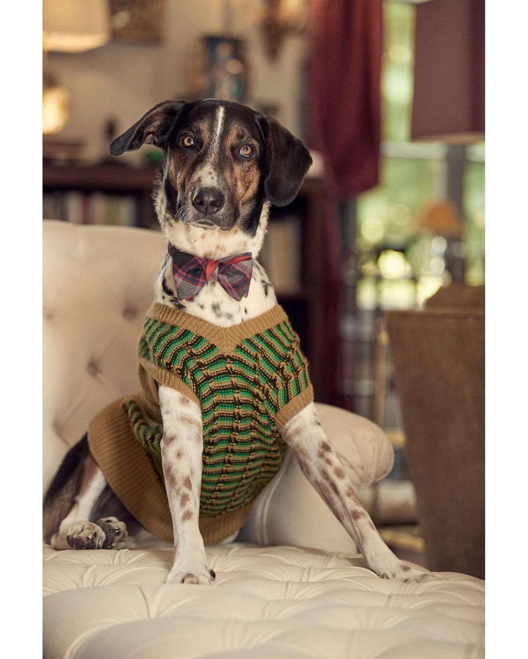 Dog portrait: A spotted dog sits on a white quilted bench, dressed in a knitted sweater and bow tie in an indoor setting. 