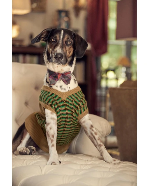 Dog portrait: A spotted dog sits on a white quilted bench, dressed in a knitted sweater and bow tie in an indoor setting. 