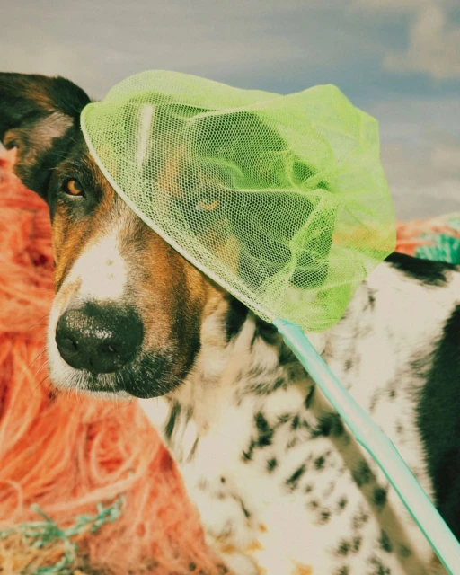 Close-up of a dog's face, partially covered by a bright green fishing net, with a background of orange fishing nets and a cloudy sky.