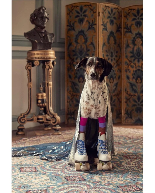 Spotted dog wearing a silver cape and vintage roller skates, standing on an ornate rug in a decorated interior setting.