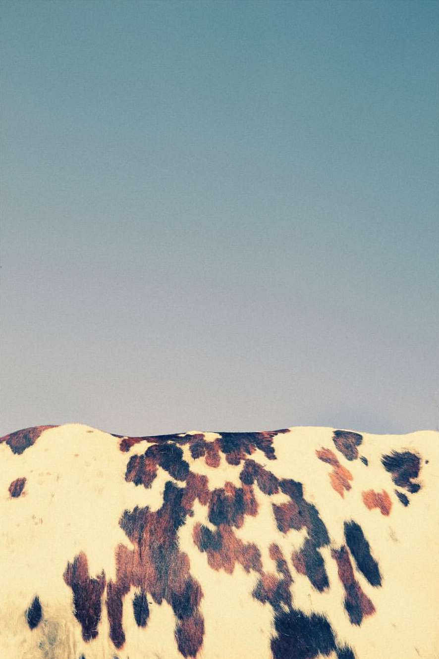 Close-up of the hide of an animal with mottled tan, brown, and black spots against a light blue sky, emphasizing texture and color.