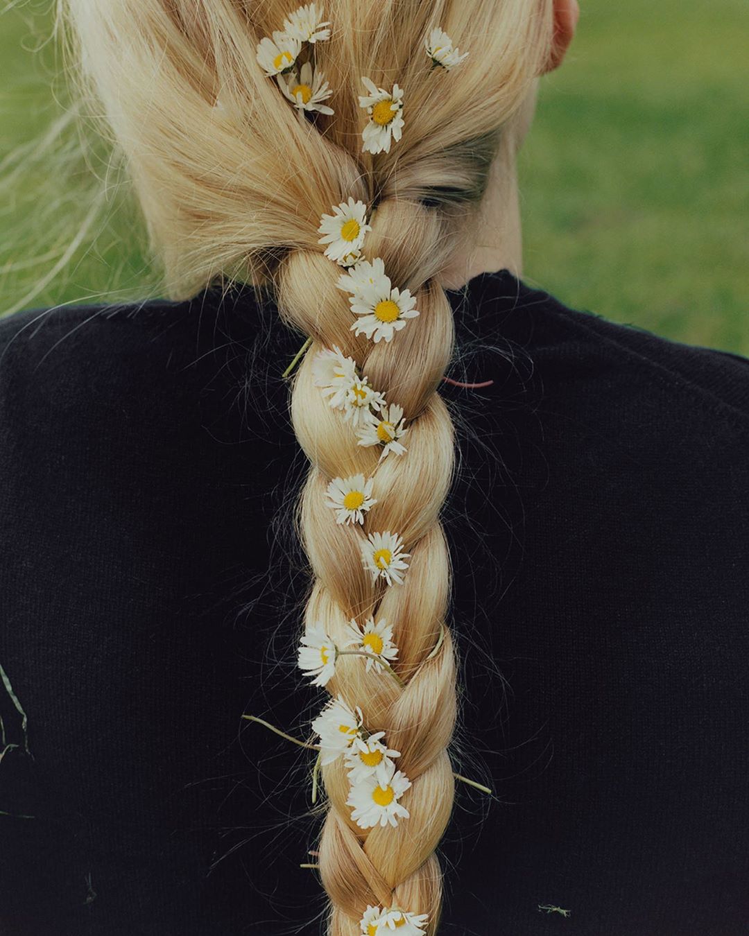 Close-up of long, blonde braided hair adorned with white daisy flowers, set against a blurred green background. Beauty and nature.