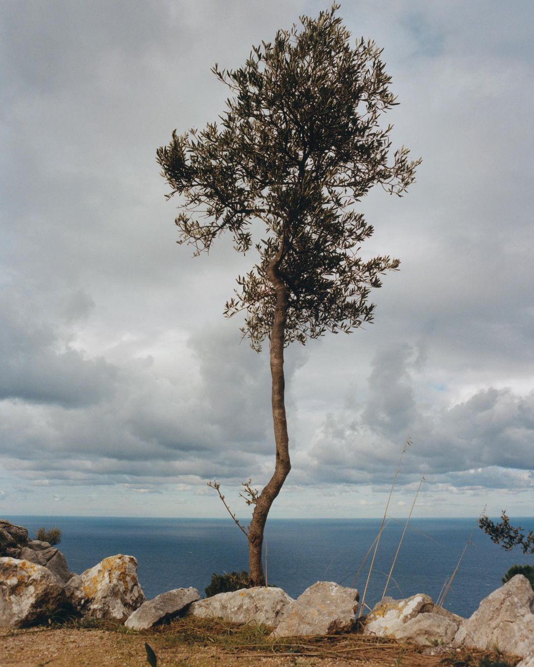 Tree on a rocky hill overlooking the ocean under a cloudy sky. The tree is tall and thin, and the ocean stretches out to the horizon.