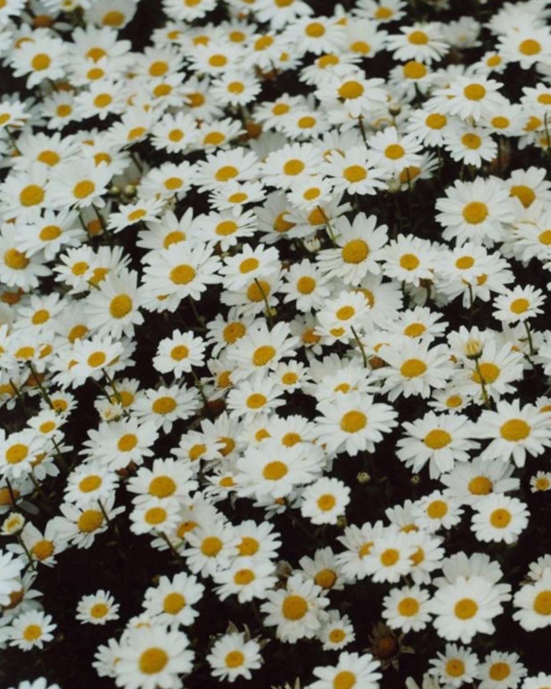 Dense field of white daisies with yellow centers creating a natural, textured floral pattern, ideal for backgrounds or nature themes.