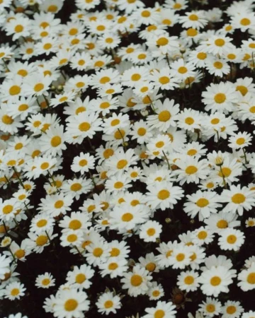 Dense field of white daisies with yellow centers creating a natural, textured floral pattern, ideal for backgrounds or nature themes.