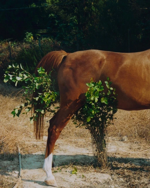 Chestnut horse standing in a field with green branches hanging on it's body in an outdoor setting on a sunny day.