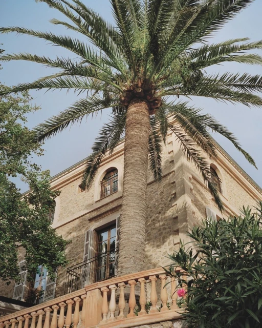 Palm tree in front of a stone building featuring a balcony with a balustrade, plus other green trees and blue sky in the background.