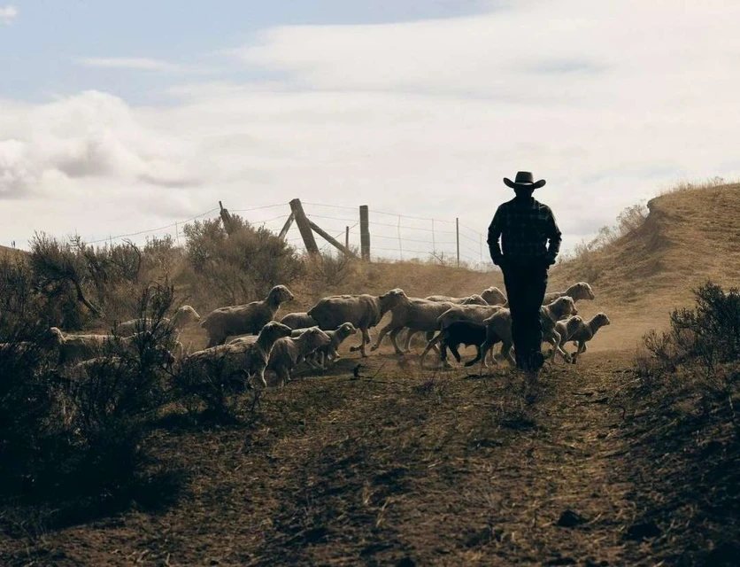 A cowboy and a flock of sheep traverse a dusty path in a rural landscape with rolling hills and a partly cloudy sky.