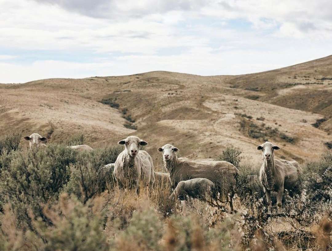 A group of sheep standing in a grassy field with hills in the background under a cloudy sky, outdoor landscape, nature and wildlife photography.