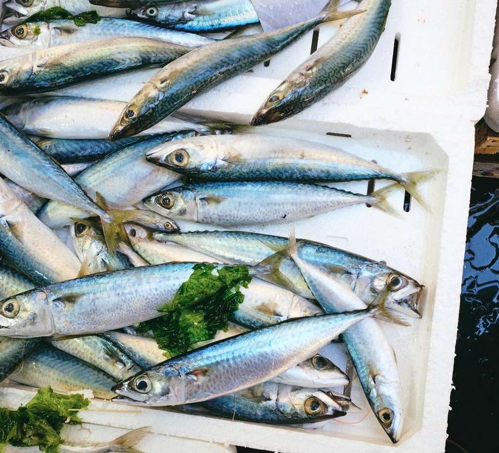 Overhead shot of fresh mackerel fish displayed on a white surface with some green herbs, showcasing their silvery skin and vibrant colors.