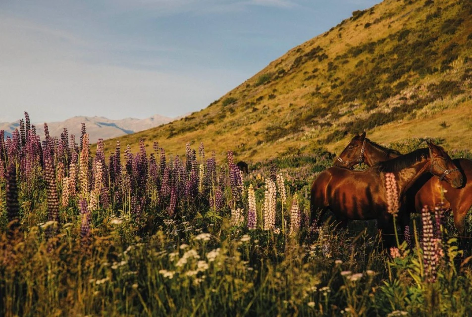 Two brown horses stand in a field of purple lupine flowers with a grassy mountain and a blue sky in the background during the day.