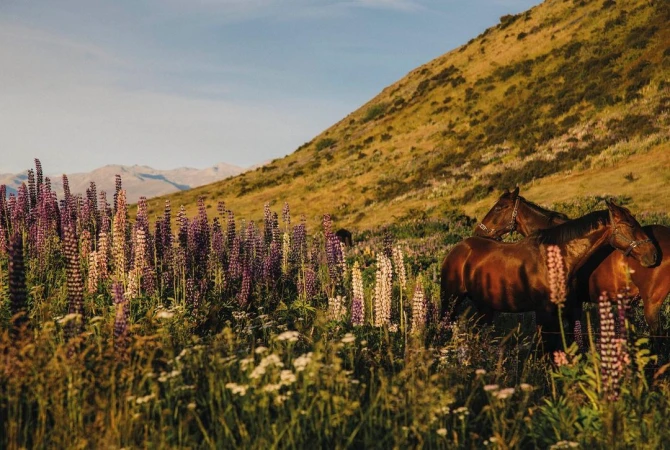 Two brown horses stand in a field of purple lupine flowers with a grassy mountain and a blue sky in the background during the day.