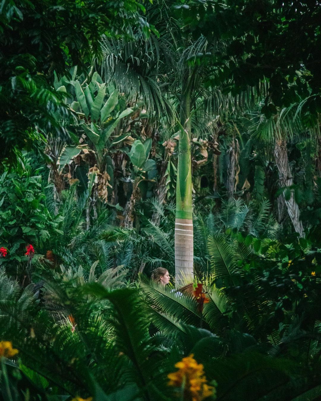 Woman gazes from lush tropical forest; tropical palm tree and various leafy plants create a natural, vibrant scene.
