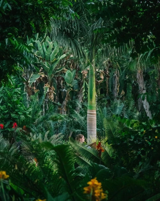 Woman gazes from lush tropical forest; tropical palm tree and various leafy plants create a natural, vibrant scene.