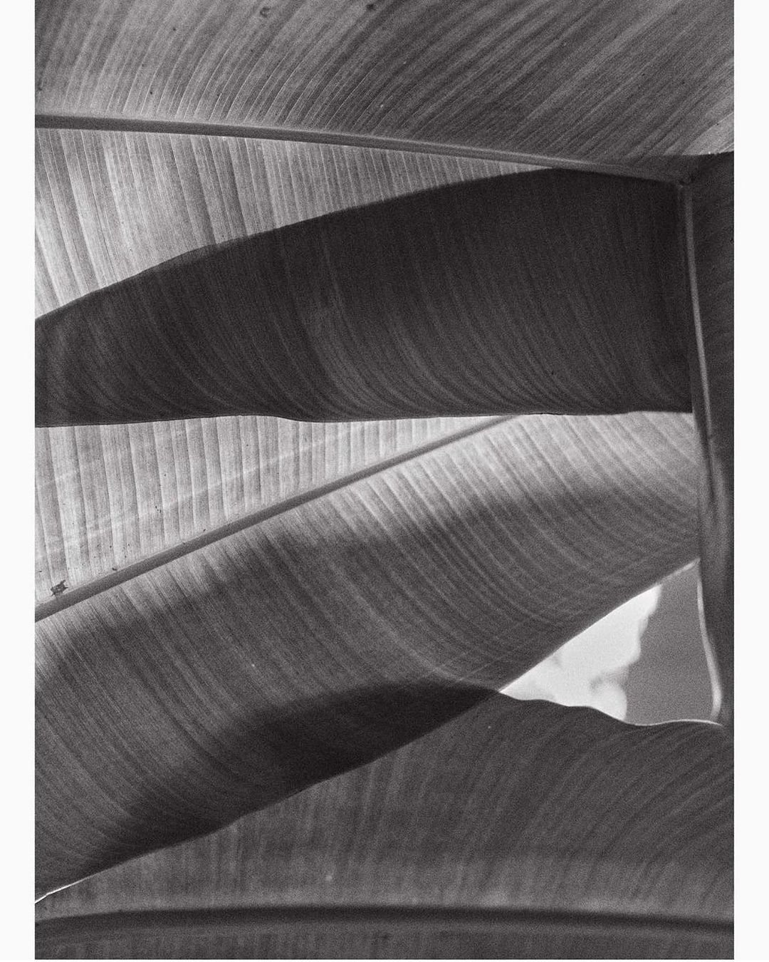 Close-up black and white photograph featuring layered banana leaves with textured patterns and light and shadow play across the foliage.