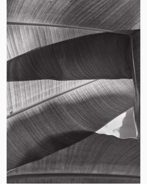Close-up black and white photograph featuring layered banana leaves with textured patterns and light and shadow play across the foliage.