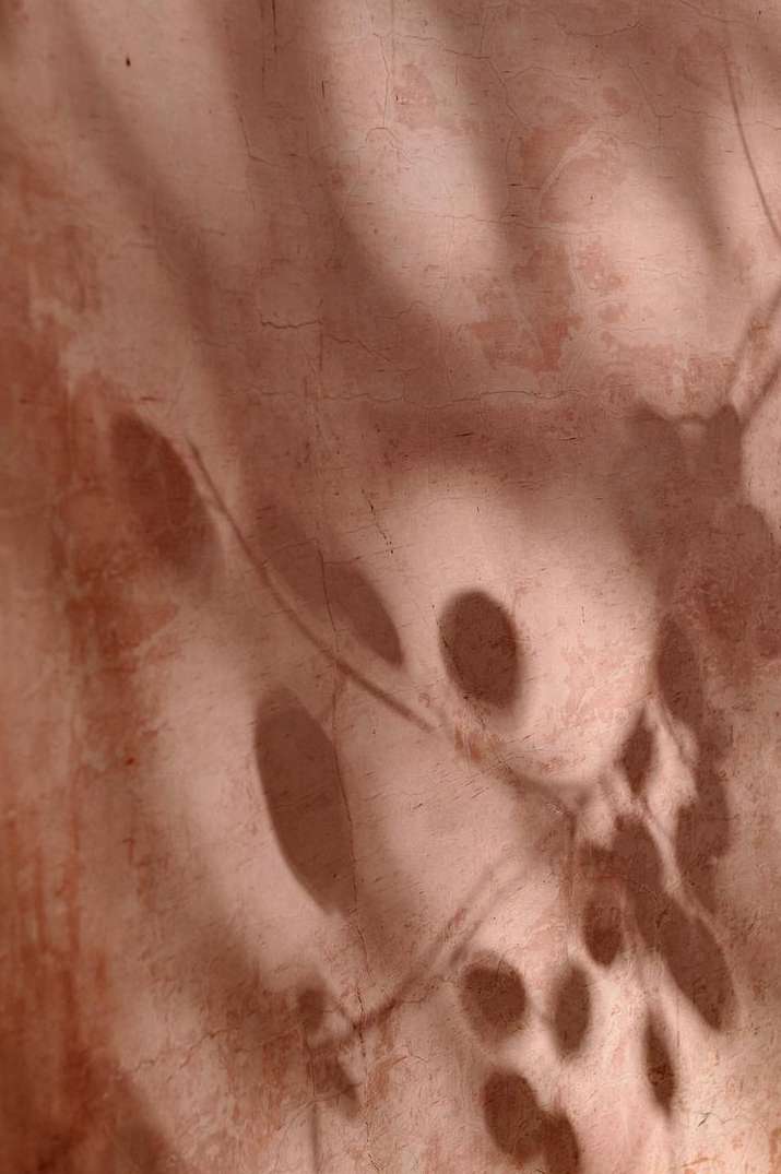Abstract background with leaf shadows and mottled texture in beige and brown tones creating a calming, neutral, organic visual.