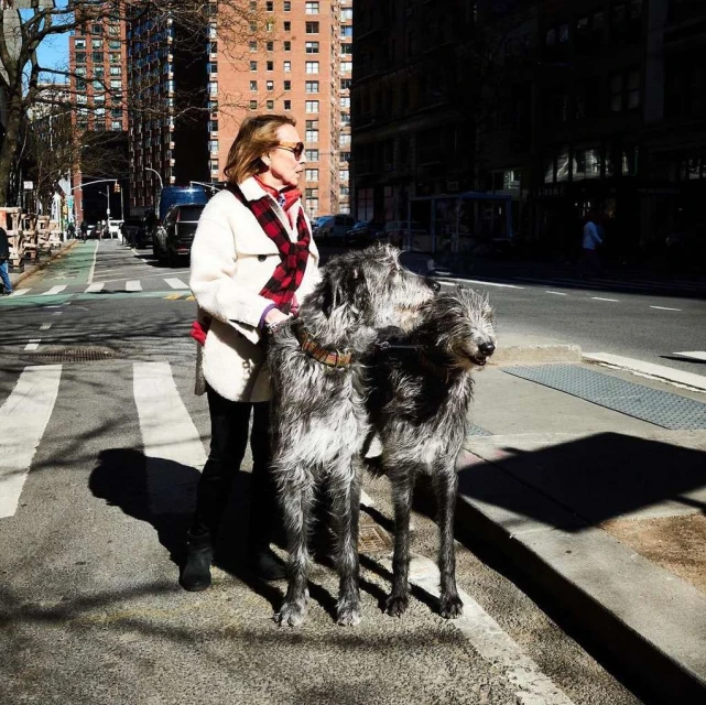 Woman walks two large Irish Wolfhound dogs on city street in bright sunlight, urban setting, buildings and crosswalk in background.