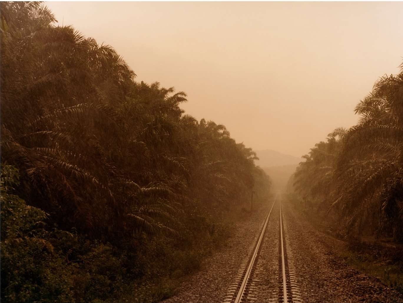 Tranquil landscape with a railway track stretching through lush tropical greenery and palm trees, bathed in a warm, muted light.