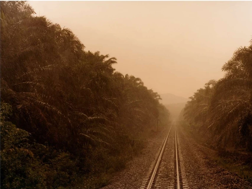 Tranquil landscape with a railway track stretching through lush tropical greenery and palm trees, bathed in a warm, muted light.