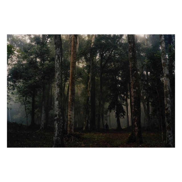 Misty forest scene featuring tall trees, dappled light filtering through the canopy, and a path covered in fallen leaves.