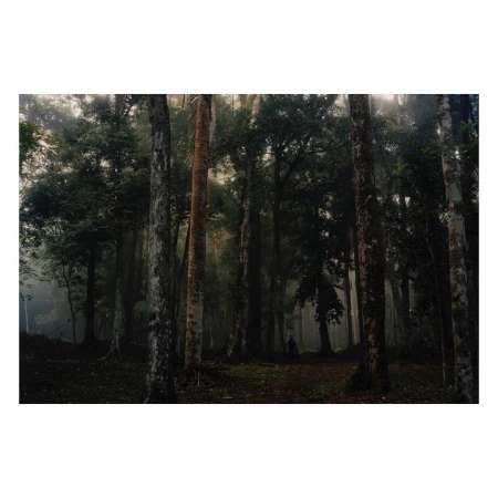Misty forest scene featuring tall trees, dappled light filtering through the canopy, and a path covered in fallen leaves.