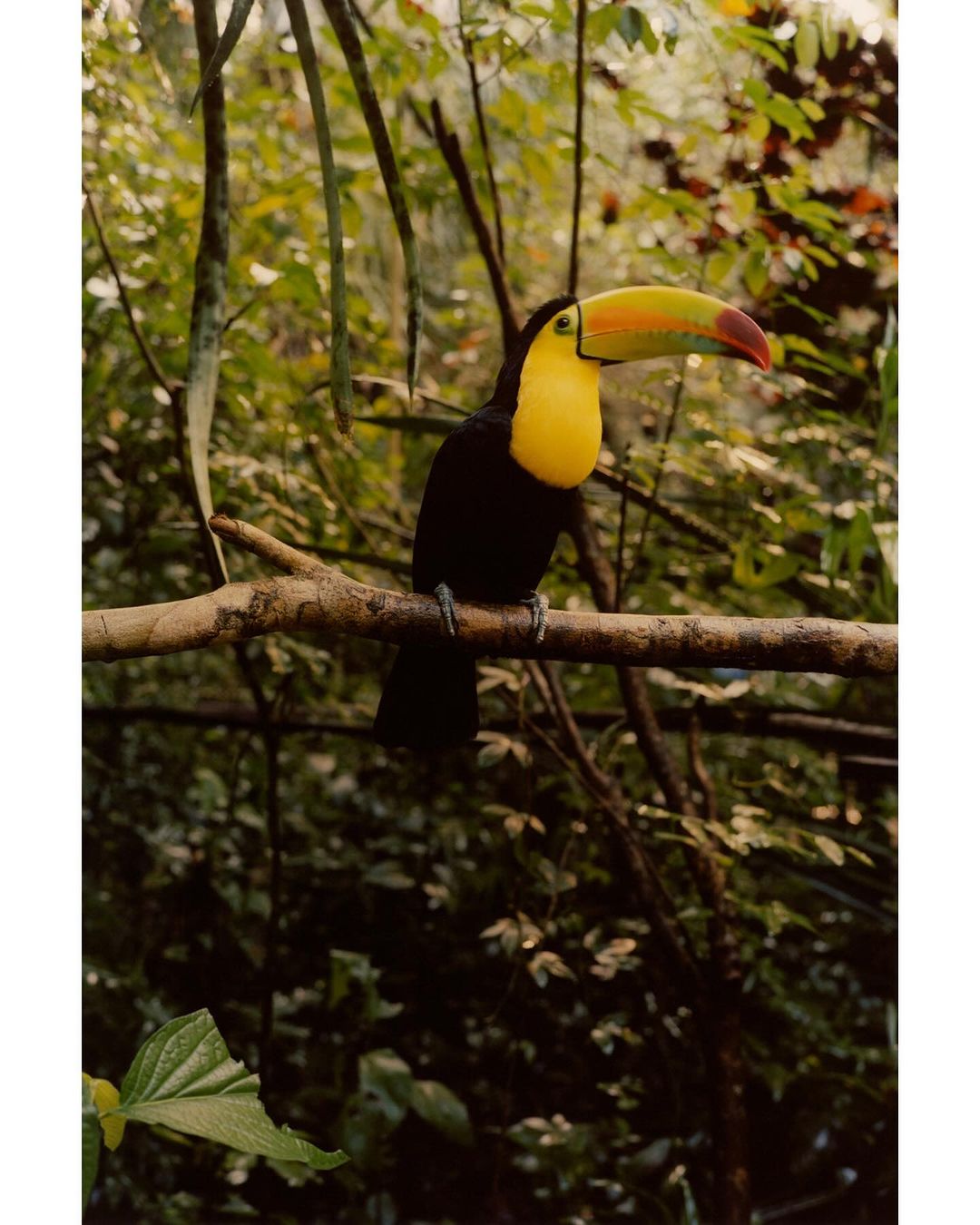 A brightly colored toucan sits perched on a branch surrounded by lush green foliage, creating a vibrant nature scene.