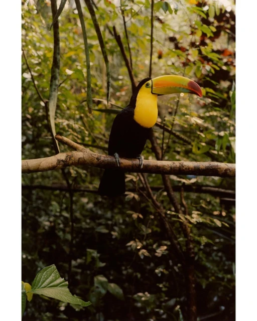 A brightly colored toucan sits perched on a branch surrounded by lush green foliage, creating a vibrant nature scene.