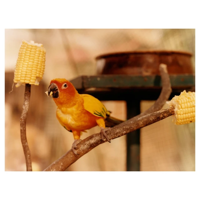A vibrant orange and yellow sun conure parrot perched on a branch eating corn on the cob in a brightly lit, natural environment.