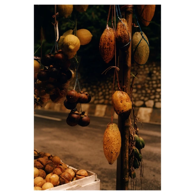 Display of lemons, mangosteens, and other tropical fruits hanging from a bamboo structure along a road, showcasing local produce.