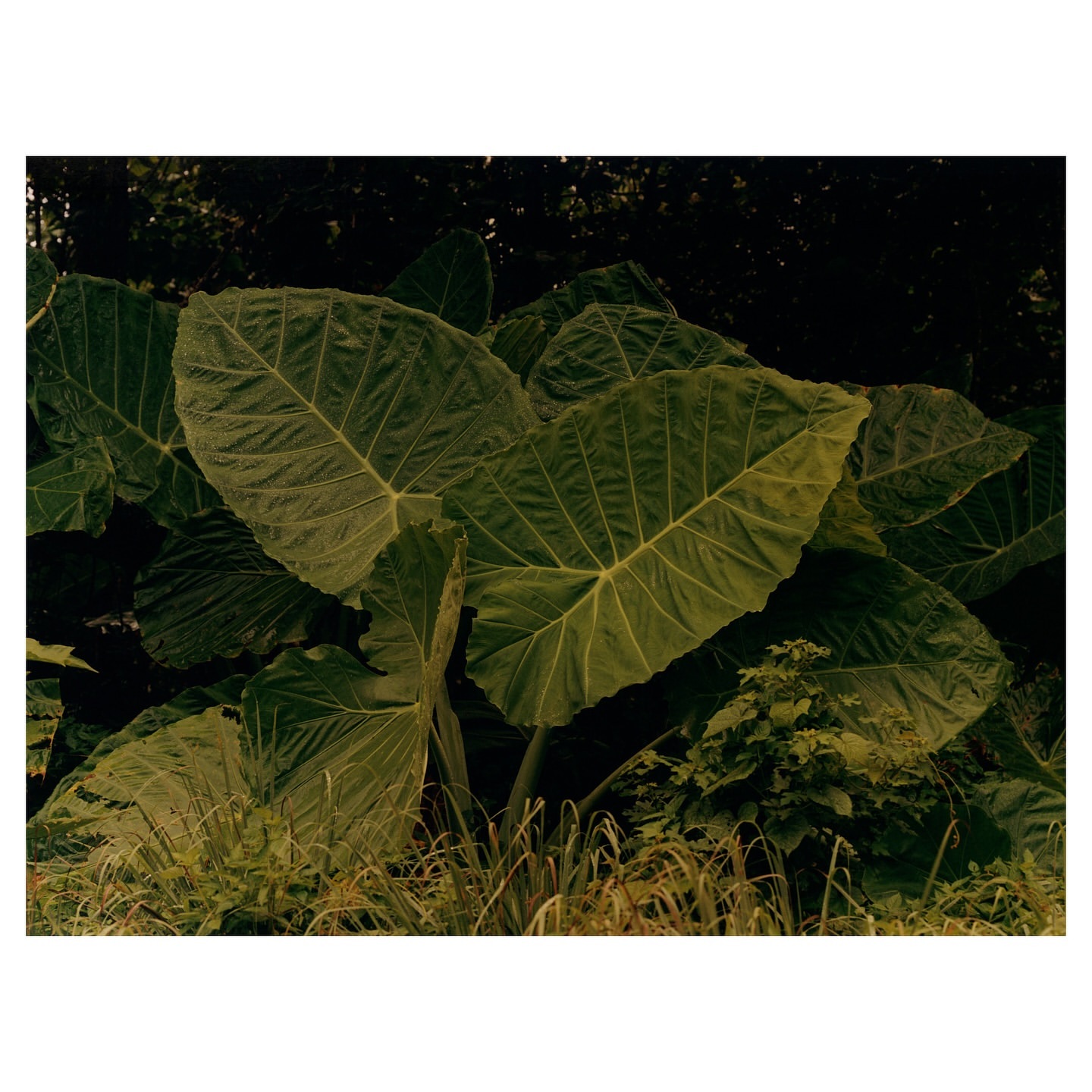 Close-up of vibrant green taro leaves with prominent veins, undergrowth of small plants, and a shadowed background creating visual depth.