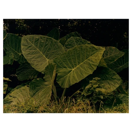 Close-up of vibrant green taro leaves with prominent veins, undergrowth of small plants, and a shadowed background creating visual depth.
