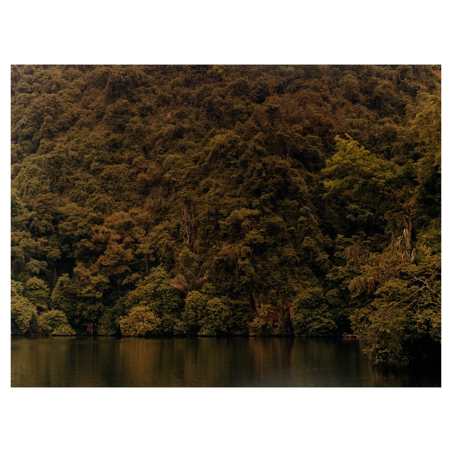 Lush green forest on a mountainside with trees reflected in dark water. Tranquil nature scene with dense woodland vegetation.