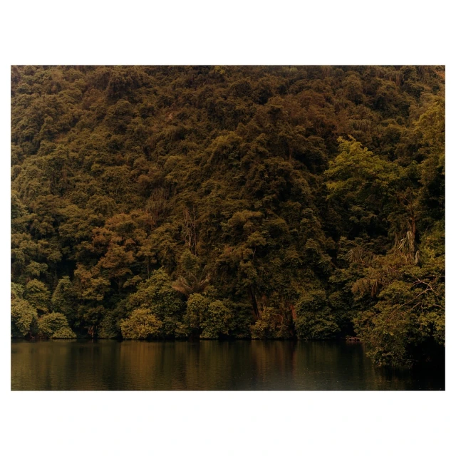 Lush green forest on a mountainside with trees reflected in dark water. Tranquil nature scene with dense woodland vegetation.