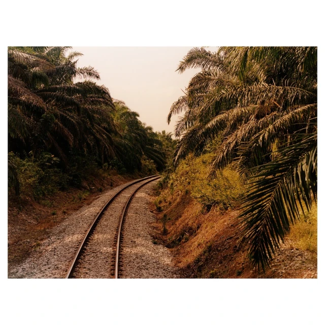 Curved railroad tracks cut through a tropical landscape with lush palm trees and vegetation under a warm, slightly faded sky.