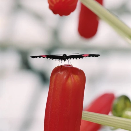 A black butterfly with red markings resting on top of a bright red tubular flower bud against a soft-focus background.