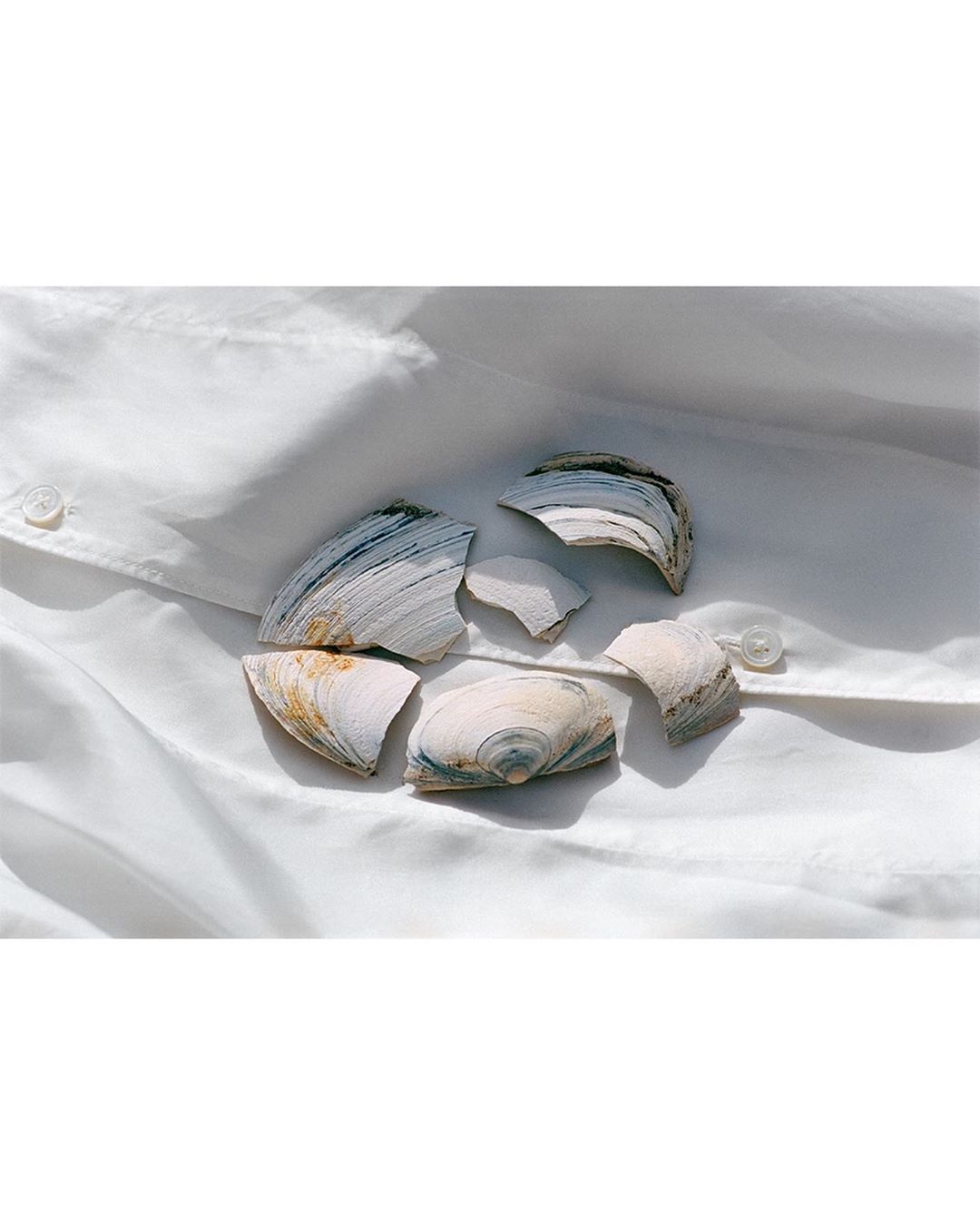 Broken seashell fragments arranged on a crumpled white button-down shirt, creating a still life with light, texture, and composition.