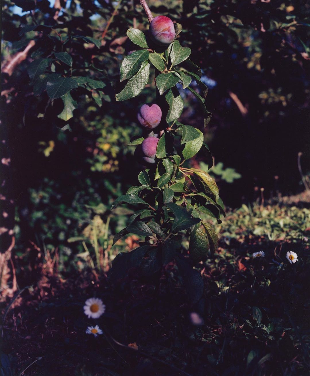 Close-up of a plum tree branch featuring three ripe plums amidst green leaves, set against a blurred background of foliage and daisies.