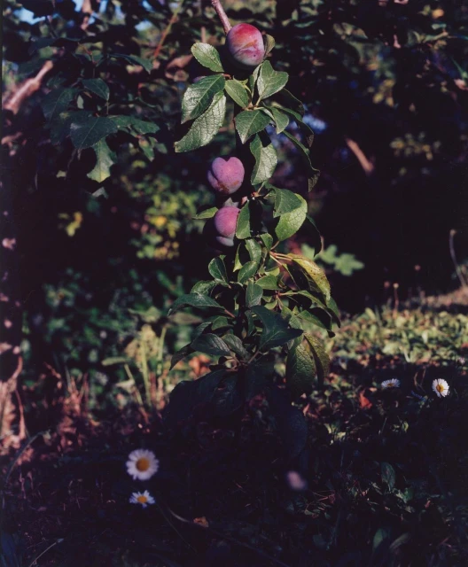 Close-up of a plum tree branch featuring three ripe plums amidst green leaves, set against a blurred background of foliage and daisies.
