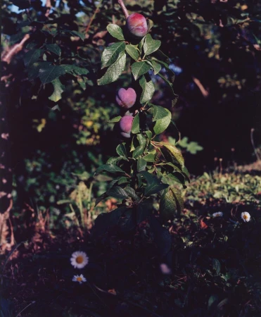 Close-up of a plum tree branch featuring three ripe plums amidst green leaves, set against a blurred background of foliage and daisies.