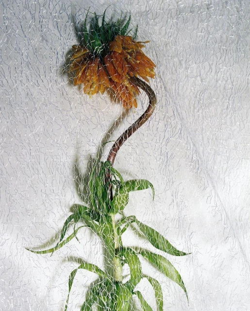 Striking shot of an orange flower with a curved stem, set against a textured white background. The flower is presented under a white net.
