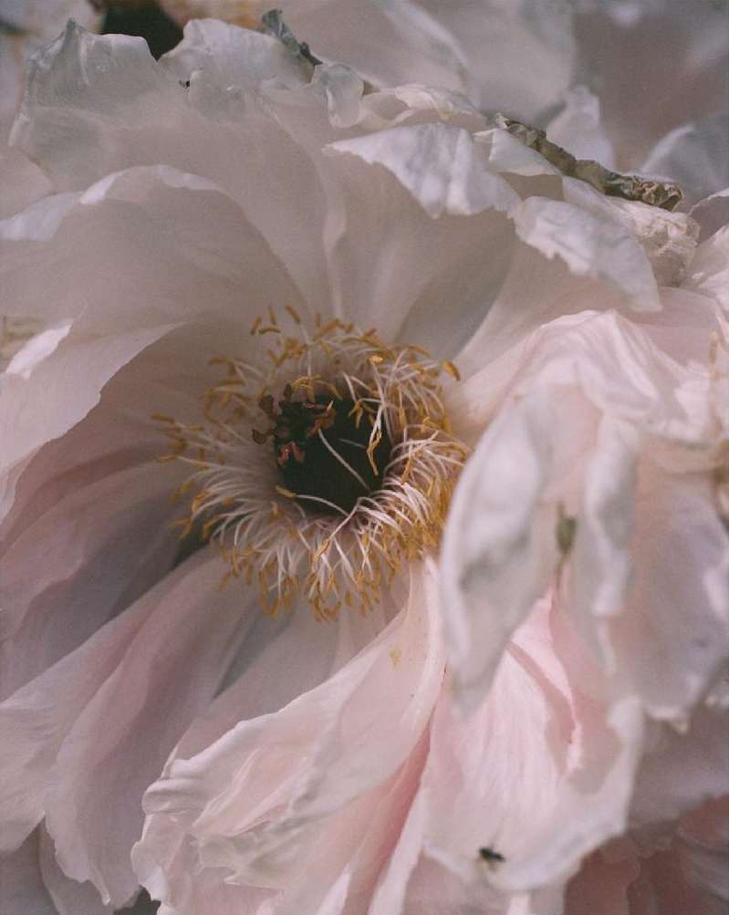 Macro photograph of a white peony flower with yellow stamen, showcasing its delicate petals and intricate floral details in soft lighting.