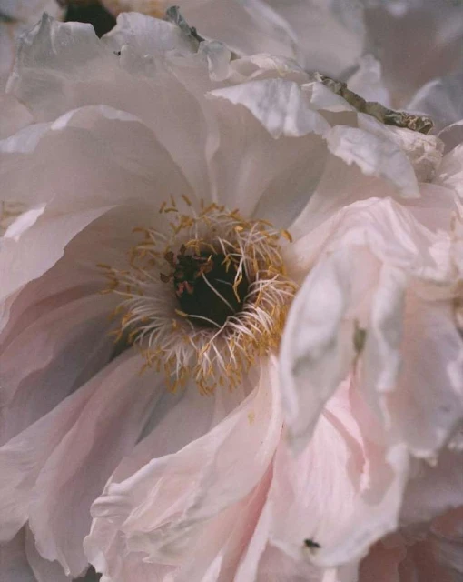 Macro photograph of a white peony flower with yellow stamen, showcasing its delicate petals and intricate floral details in soft lighting.
