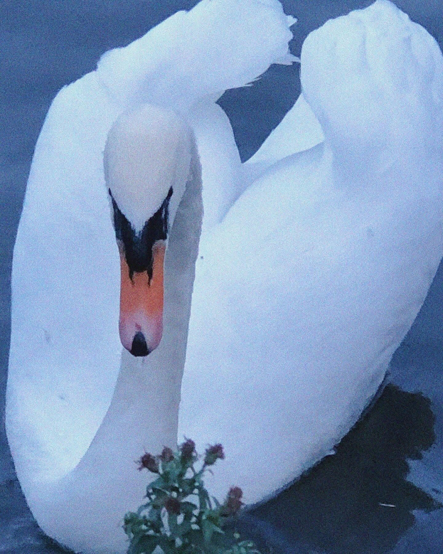 Close-up of a white swan with an orange beak, gracefully gliding on a calm blue lake near a small green plant.