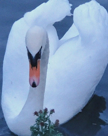 Close-up of a white swan with an orange beak, gracefully gliding on a calm blue lake near a small green plant.