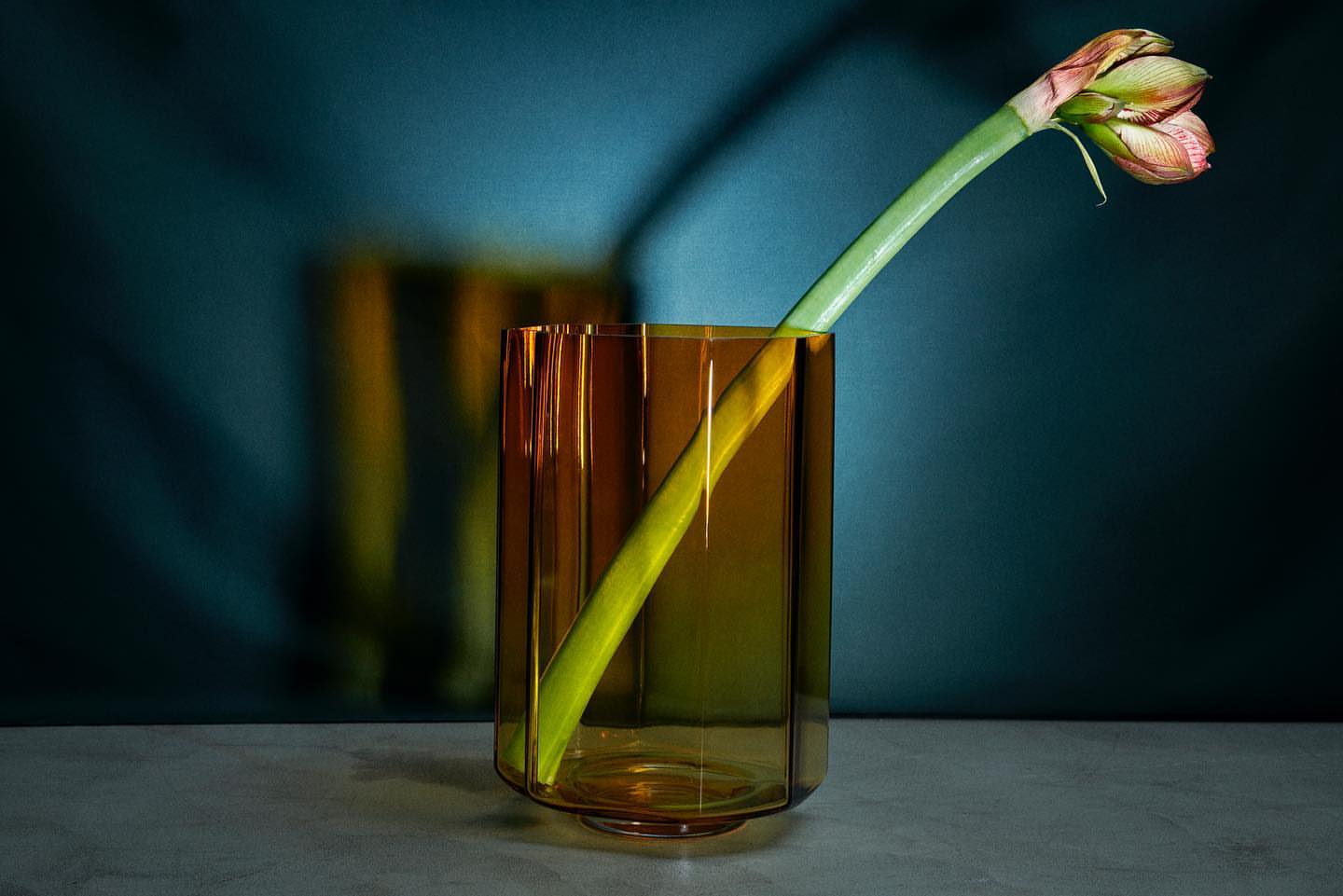 Amaryllis flower in a decorative brown glass vase. The still life image is set against a blue background with shadow details.